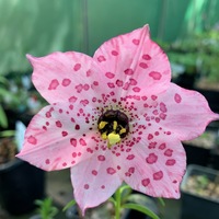 Nomocharis aperta 